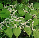 Japanese Knotweed flowers/leaves